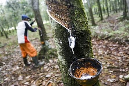 Indonesia Dorong Negara Produsen Karet Kerja Sama di Isu Keberlanjutan